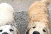 揭秘松狮犬体味之谜（探寻引起体臭的原因，让你的松狮犬清新如初）