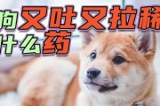 狗狗呕吐（了解狗狗呕吐需要的针药治疗和预防措施）