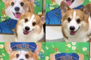 柯基宝宝的驱虫时间是什么时候？（探究柯基犬出生后多久需要进行驱虫的关键时刻）
