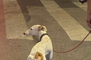 灵缇犬（温柔优雅，家庭最佳伴侣）