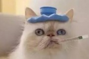养猫咪的注意事项（以宠物为主的生活需要细心呵护）