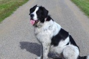 纽芬兰犬（狗狗中的游泳健将，曾在海难救20人）