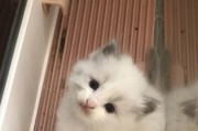 如何准确分辨小奶猫的性别？（掌握宠物饲主必备技能，以免买错性别）