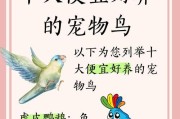以鹦鹉为伴的养宠指南（与鹦鹉共度美好时光的秘诀和注意事项）