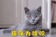 猫咪为何会轻轻地咬主人？（揭开猫咪咬主人的谜团，了解行为背后的原因）