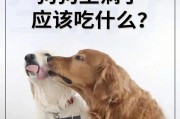 如何调理狗狗肠胃问题——专属食物的正确选择（科学饮食，助您的狗狗拥有健康肠胃）