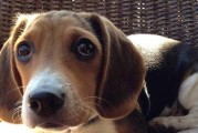 比格犬的颜色及为什么黑色是最好的选择（深入了解比格犬的多样颜色和选择纯种犬的重要性）