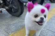 博美犬抱大腿的行为之含义揭秘（博美犬表达情感的独特方式，你了解吗？）