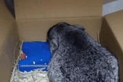 龙猫生育后的补养之道（关注龙猫生育后的健康，选择适当的补养方法）