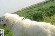 养大白熊犬必知——每天应该吃多少（为宠物健康负责，科学计算饮食量）