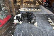 以像边牧的狗为主题的文章（探索边牧犬及其他类似狗品种的特点与训练技巧）