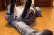 小猫不粘人的原因及解决方法（探寻小猫独立性的原因和培养亲近感的技巧）