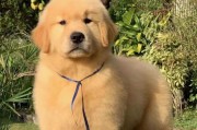 幼犬金毛的最佳狗粮选择（为你的幼犬金毛提供健康饮食的关键）
