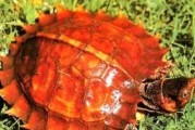 红冠棱背龟的饲养方法（掌握关键技巧，打造温馨家庭宠物生活）