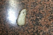 三岁狗狗吐黄水可能是什么病？（了解狗狗的健康问题，保护它的生命）