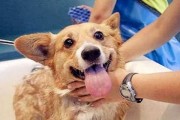 狗狗洗澡频率大揭秘（宠物主人必看，如何科学给爱犬洗澡）
