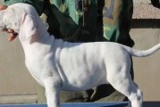 杜高幼犬安全手册（宠物主人必看！教你如何保障杜高幼犬的安全）
