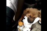 狗狗嗜睡，吐了有白色泡沫怎么办？（了解狗狗嗜睡和白色泡沫吐出的原因及应对方法）
