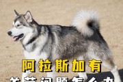 阿拉斯加四个月的丰富食物（探索阿拉斯加的美食之旅）