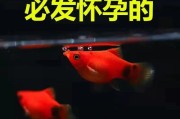 月光鱼的混养之道（探究月光鱼适合与哪些鱼类共生及相互关系）