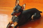 如何科学饲养迷你杜宾犬（宠物成长的必需品与注意事项）