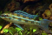 黄金短鲷的饲养方法（打造健康活力的水族馆）