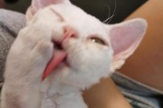 猫咪舔脸的秘密（揭秘宠物与主人之间的默契，1个）