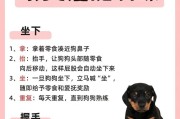 拉布拉多犬的训练之道（发掘拉布拉多犬潜在的天赋与能力）