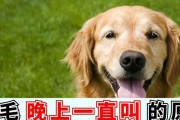 狗为什么吃狼嚎？（揭秘狗对狼嚎的行为背后的原因）