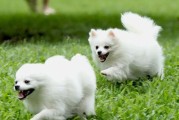 博美犬抱人脚的意义（狗狗表达爱意的方式及心理寓意）