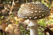 以豹斑象龟为宠物的饲养方法（营造适宜的生活环境，做好膳食营养，注重健康管理）