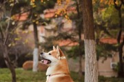 如何养好秋田犬（以宠物为主，关爱你的秋田犬）