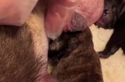 小奶狗吃母乳需要多长时间？（探讨小奶狗从开始吃母乳到断奶的过程及关键因素）