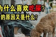 探究狗狗突然食欲不振的原因（狗狗为何突然吃得少？解密食欲减退的可能因素）