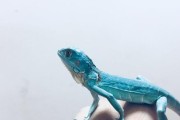 探究绿鬣蜥的寿命及其在美国的受欢迎程度（绿鬣蜥）