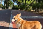 柯基犬（了解柯基犬的缺点，选择合适的宠物伴侣）