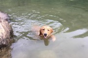 金毛犬尿频问题解析（探究金毛犬的尿频原因及相关注意事项）