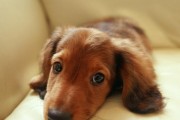 夏季遛狗必须注意的事项（以腊肠犬为例，宠物出行的小贴士）