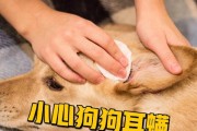 狗长耳螨的症状及预防方法（了解狗长耳螨的症状和如何防治，让你的宠物健康无忧）