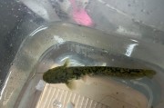 选择什么品种鲶鱼好养？（鲶鱼养殖的关键是选择合适的品种。）