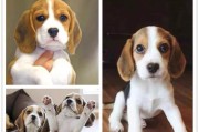 比格犬耳道清洁攻略（打造健康宠物生活，从耳道清洁开始）