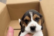 挑选宠物幼犬的经济指南（如何以最低价格选择合适的幼犬）