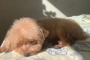 宠物狗的日晒时间与健康（每天晒太阳是宠物狗健康的关键）