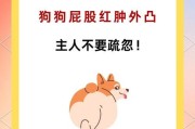 你家狗狗突然不吃东西了吗？（这几种原因千万不要忽视！）