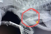 泰迪犬易骨折的原因及预防措施（探究泰迪犬骨折的原因，提供有效预防方法）
