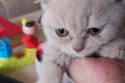 猫咪怀孕了，如何科学合理地安排饮食？（为你的宠物猫提供均衡的营养，促进健康成长）