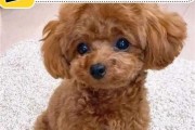泰迪产后何时开始有奶？（探究泰迪犬产后乳汁分泌的时间及关键影响因素）