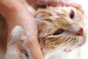猫咪的洗澡时间（为您解答猫咪洗澡的最佳时间和方法）