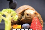 乌龟的食物之谜（揭秘乌龟的饮食习惯及养护要点）