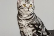 养美短猫的人数众多的原因（探寻美短猫的卓越魅力和优点）